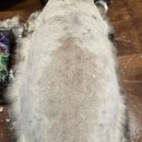 그루그루밍 | [부산사하구고양이무마취미용/목욕] 고양이 등드름, 고양이 턱드름 관리 후기