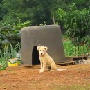 멍멍이집 이미지