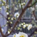 섬진강 매화 나루 이미지