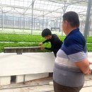 공주채소