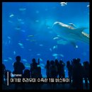 돌고래카 | 추라우미 수족관 1일 버스투어 후기｜아기랑 고래상어 보고 돌고래 시간·위치·준비물