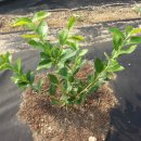 금현농장 이미지