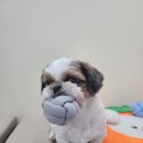 깔끔하개 이미지