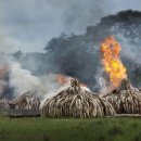 코끼리 환경 이미지