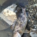 단양쏘가리 이미지