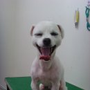 누리동물병원 이미지