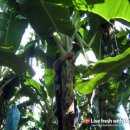 병만농장 이미지