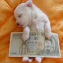 신호목장 이미지