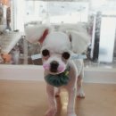 함안 애견샵 러블리펫 이미지