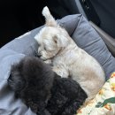 아르떼몽 이미지