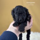 남양주켄넬 이미지