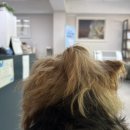 혜민동물병원 이미지