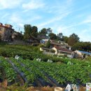 예담농장 이미지