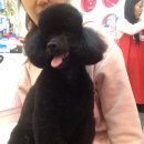 미니 앤 바니 애견샵 이미지