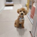 멍쌤 펫 살롱 이미지