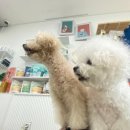 똑독독 이미지
