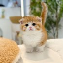 미오미오 고양이분양 이미지