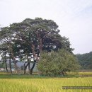 영주청구리입석 이미지