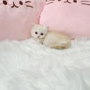 퍼피캣 강아지분양 고양이분양 대구경산점 | 부산경남 고양이분양 우니캣 전국당일분양가능 신입생 아비시니안 랙돌 브리티쉬 등 이벤트10%분양가...