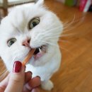 행복한 냥이네 이미지