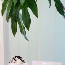 하와더카페 이미지