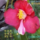 자생동백 변천화 "名:奇妙花舌-기묘화설"주작원 명명공표 첫 자료공개 이미지