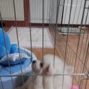 둥이 이미지