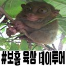 보홀민박