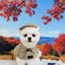 구미산동 애견미용 눈부시개 이미지