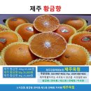 (제주옥림) 공동구매 / 제주 황금향 3Kg 5Kg 10Kg 팝니다. 이미지