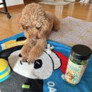 (주)레루 | 반려동물 간식추천 강아지 단백질 간식 레디팻고 후코이단 먹은 황태 후기