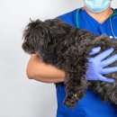 더힐동물병원 이미지