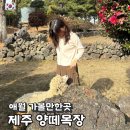 제주애단비애월 민박 | 제주도 애월 가볼만한곳 가족여행 제주 양떼목장 동백꽃