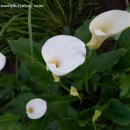 꽃 뜨락 이미지