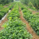 알콩이네 이미지