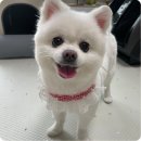 제이스동물병원 | [내돈내산]고촌 제이스동물병원 진찰 / 미용후기!