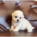 강아지에 빠지다 이미지