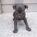 예쁜강쥐 이미지