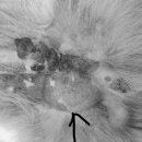 서수원동물병원 이미지