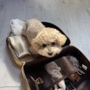 여수포펫 이미지