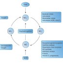 Re: 음식으로 섭취하는 질산염, 아질산염 --＞ Nitric oxide.. 2009 nature 이미지