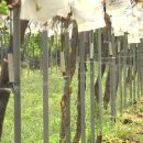 아우라 농장 이미지