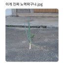 글리밍데이