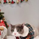 러브펫살롱 이미지