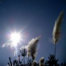 갈대이야기 이미지