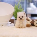 진주강아지분양 고양이분양 미유펫 이미지