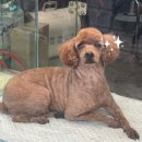 이편한도그 이미지