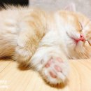 고양이 분양 달타냥 이미지