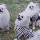 산타모니카펜션