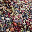 콩이야기 이미지